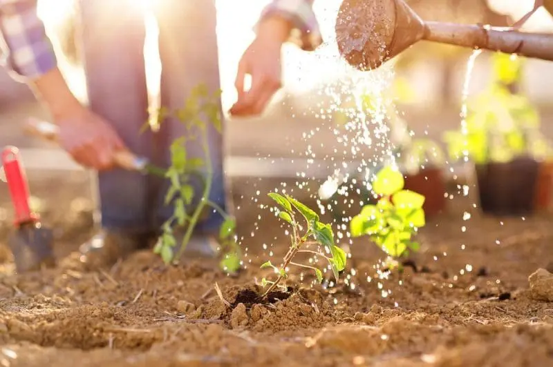 A person watering plants in the dirt.