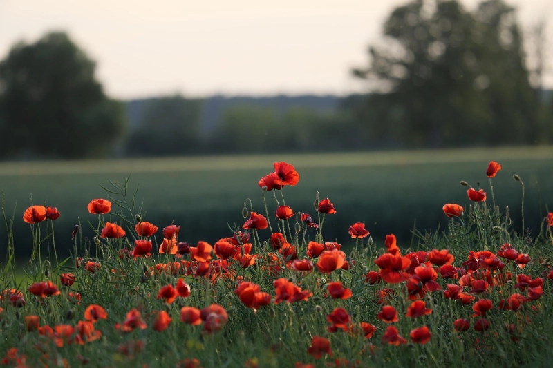 A field of red flowers in the middle of a green grass covered field.